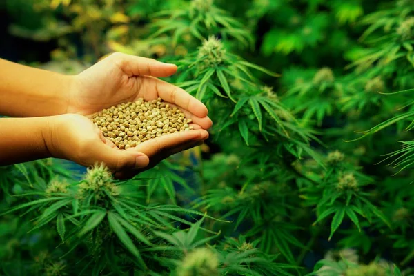 stock image Closeup top view hands holding a heap of cannabis hemp surrounded by a garden of gratifying green cannabis plants bloomed with buds. Grow facility for medical cannabis farm.