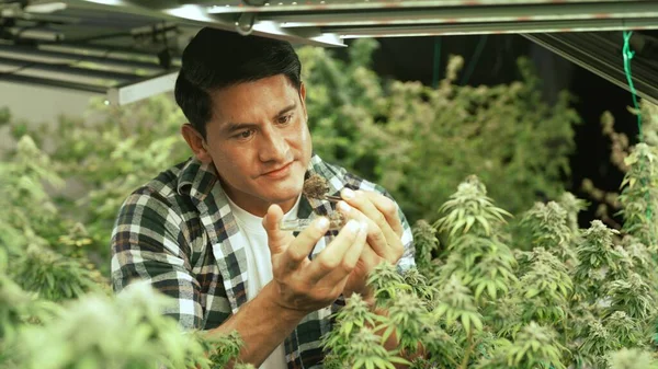 Stock image Marijuana farmer tests marijuana buds in curative marijuana farm before harvesting to produce marijuana products