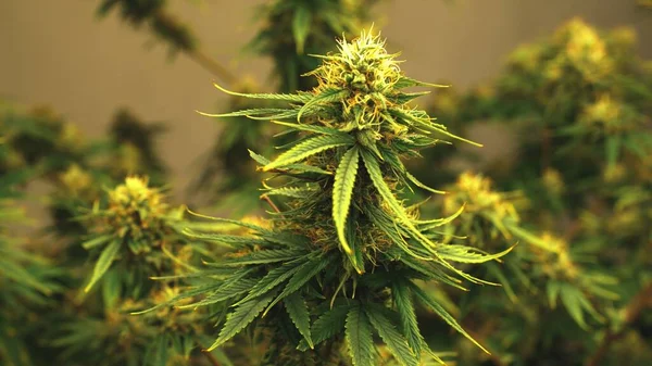 Cannabis Plant Curative Cannabis Weed Farm Medical Cannabis Product Indoor — Photo
