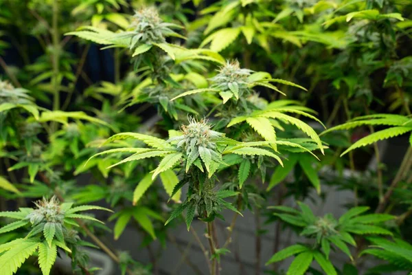 Closeup Tuin Van Cannabis Planten Met Bevredigende Volgroeide Knoppen Klaar — Stockfoto