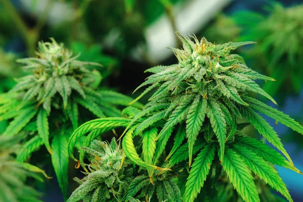 Gros Plan Une Plante Cannabis Avec Bourgeon Plantes Cannabis Légales — Photo