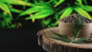 Ahşap kasede bulunan kenevir tohumu bahçedeki yetiştirilmiş kenevir bitkisinin bulanık arka planına sahip yasal yetiştirme tesisinde, kapalı alandaki kenevir tarlasında. Tıbbi amaçlar için kapalı alandaki çiftlikte kenevir tohumu..