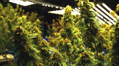 Tıbbi kenevir ürünleri için kenevir tarlasında esrar bitkisi. Kapalı tarım çiftliği, sağlık ve ilaç kullanımları için yüksek kaliteli tıbbi esrar üretimi sunmaktadır. .