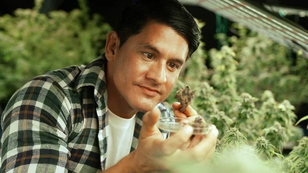Marijuana Farmer Tests Marijuana Buds Curative Marijuana Farm Harvesting Produce — Stock fotografie