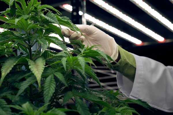 Científico Mano Con Guante Goma Medicinal Tocando Gratificante Hoja Cannabis — Foto de Stock
