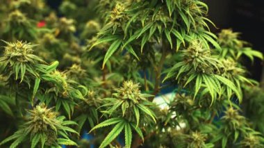 Tıbbi kenevir ürünleri için kenevir tarlasında esrar bitkisi. Kapalı tarım çiftliği, sağlık ve ilaç kullanımları için yüksek kaliteli tıbbi esrar üretimi sunmaktadır. .