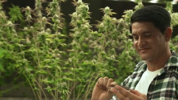Marihuana Bauer Testet Marihuana Knospen Heilender Marihuana Farm Vor Der — Stockvideo