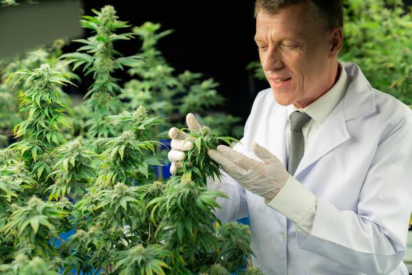 Учёный-мужчина осматривает приятные листья конопли. Исследователь, работающий над инспекцией марихуаны на фабрике по выращиванию марихуаны для лекарственных препаратов каннабиса в медицинских целях.