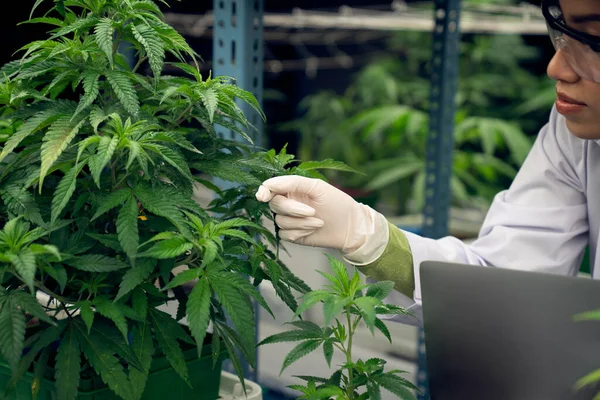Cientista Feminina Vestindo Tampa Descarte Carregando Laptop Inspecionando Plantas Cannabis — Fotografia de Stock