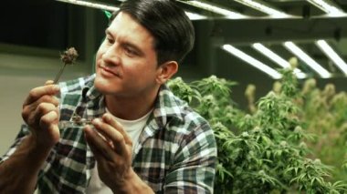 Marijuana farmer tests marijuana buds in curative marijuana farm before harvesting to produce marijuana products