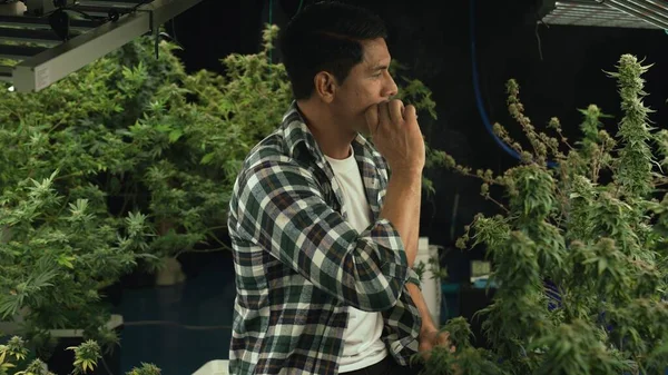 Marijuana Farmer Smoking Rolled Marijuana Weed Joint Curative Marijuana Farm — Photo