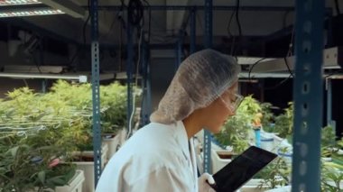 Bilimadamı esrar ürünlerini üretmek için hasat etmeden önce kapalı alan esrar çiftliğinde bilimsel ekipmanlarla test etmektedir
