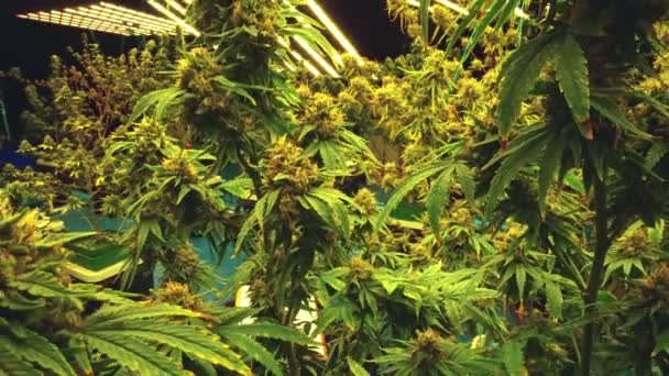 Cannabis Plant Curative Cannabis Weed Farm Medical Cannabis Product Indoor — Αρχείο Βίντεο