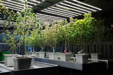 İyileştirici iç mekanda tıbbi kenevir tarlasında ışık altında tam büyümüş tomurcukları olan bir esrar bahçesi. Yüksek kaliteli tıbbi esrar yetiştirme tesisinde marihuana çiftliği