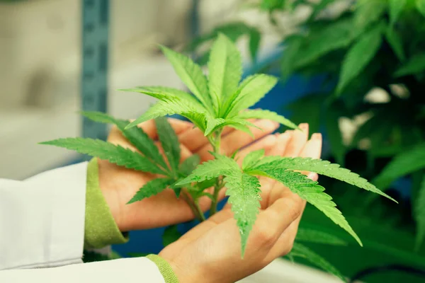 Mano Que Sostiene Gratificante Planta Cannabis Granja Marihuana Curativa Para — Foto de Stock