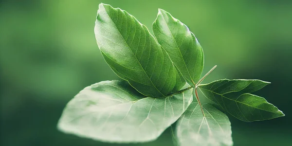 緑の葉の背景を表示を閉じます 緑のビジネスの概念を示す葉のテクスチャの抽象的な自然の葉や有機的な緑や天然物の背景の生態系 3Dイラスト — ストック写真