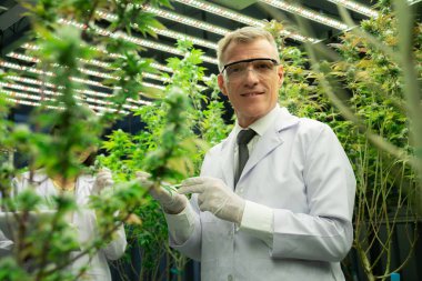 Bilimadamı kenevir keneviri ve marihuana bitkilerini ev içi tedavi amaçlı kenevir tarlasında araştırıyor. Sağlık hizmetleri ve tıbbi amaçlar için esrar bitkileri.