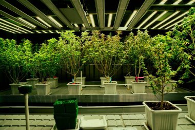 İyileştirici iç mekanda tıbbi kenevir tarlasında ışık altında tam büyümüş tomurcukları olan bir esrar bahçesi. Yüksek kaliteli tıbbi esrar yetiştirme tesisinde marihuana çiftliği