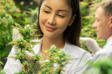 Kadın bilim adamları kenevir keneviri ve marihuana bitkilerini ev içi tedavi amaçlı kenevir çiftliğinde araştırıyorlar. Sağlık ve tıbbi amaç için tıbbi esrar ürünleri için esrar bitkileri.