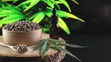 Ahşap kasede bulunan kenevir tohumu bahçedeki yetiştirilmiş kenevir bitkisinin bulanık arka planına sahip yasal yetiştirme tesisinde, kapalı alandaki kenevir tarlasında. Tıbbi amaçlar için kapalı alandaki çiftlikte kenevir tohumu..