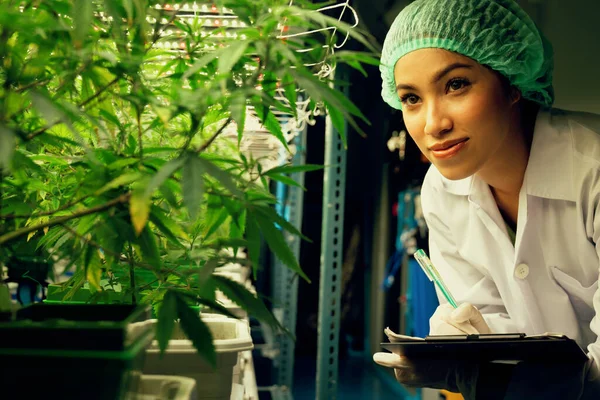 Mulheres Cientistas Pesquisam Registram Dados Plantas Cannabis Gratificantes Pote Instalação — Fotografia de Stock
