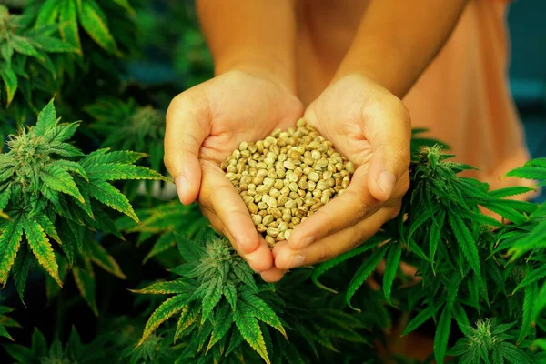 Hände Großaufnahme Die Einen Haufen Cannabis Hanf Der Hand Halten — Stockfoto