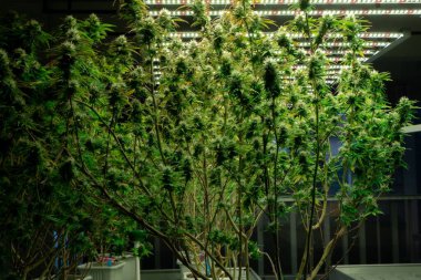 Esrarlı esrar bitkisi, tıbbi amaçlar için kapalı bir hidroponik tesiste yetişen yasal kenevir bitkisi. Kaliteli yetiştirme tesisinde esrar keneviri tatminkar.