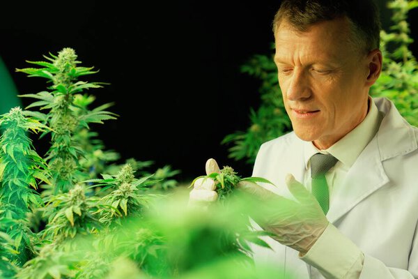Учёный-мужчина осматривает приятные листья конопли. Исследователь, работающий над инспекцией марихуаны на фабрике по выращиванию марихуаны для лекарственных препаратов каннабиса в медицинских целях.