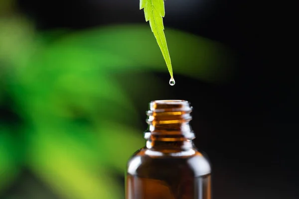 Water Dew Legalized Cbd Oil Tip Hemp Leaf Almost Drops — Stock Photo, Image