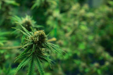 Tıbbi amaçlar için kapalı bir hidroponik yetiştirme tesisinde yetişen bir esrar bitkisinin tomurcuklu yasal kenevir bitkisi. İyi kalitede bir çiftlikte kenevir yetiştirmek.