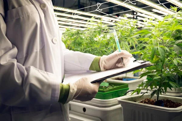 Científico Que Registra Datos Gratificación Planta Cannabis Invernadero Curativo Utilizando — Foto de Stock