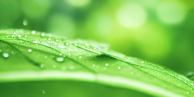 Yeşil yaprak arkaplan görüntüsünü kapat. Yeşil iş ve organik yeşillik ve doğal ürün geçmişi için ekoloji kavramını göstermek için doğa yapraklarının soyut dokusu. 3B illüstrasyon.