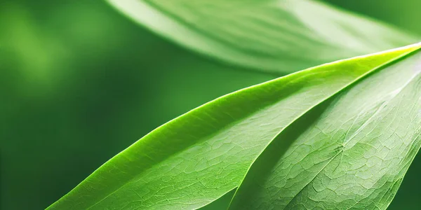 Зелений Фон Листя Крупним Планом Природне Листя Абстрактне Листя Текстури — стокове фото