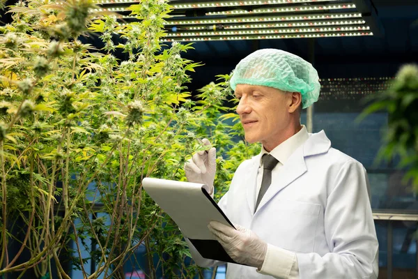 Scientist research and record data from gratifying cannabis plants bloomed with buds in curative indoor cannabis hemp farm in grow facility for high-quality medicinal cannabis product.