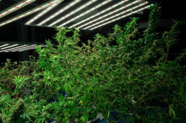Tıbbi amaçlar için kapalı bir hidroponik yetiştirme tesisinde yetişen bir esrar bitkisinin tomurcuklu yasal kenevir bitkisi. İyi kalitede bir çiftlikte kenevir yetiştirmek.