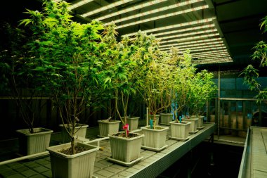 İyileştirici iç mekanda tıbbi kenevir tarlasında ışık altında tam büyümüş tomurcukları olan bir esrar bahçesi. Yüksek kaliteli tıbbi esrar yetiştirme tesisinde marihuana çiftliği