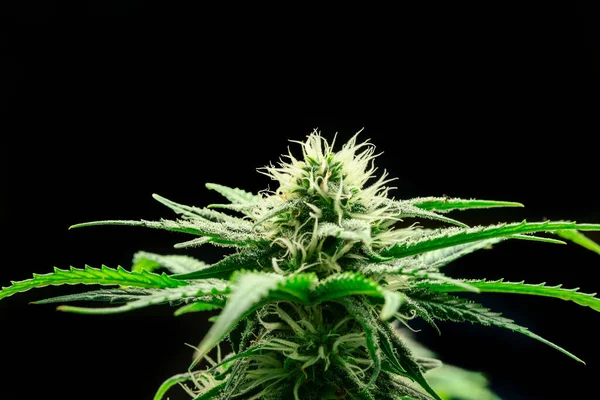 Nahaufnahme Einer Cannabispflanze Mit Knospe Legale Cannabispflanzen Die Einer Hydroponischen — Stockfoto