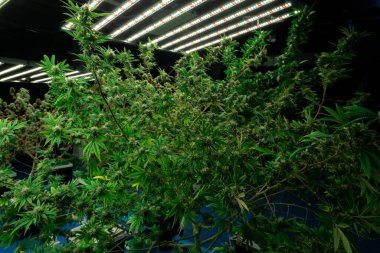 Tıbbi amaçlar için kapalı bir hidroponik yetiştirme tesisinde yetişen bir esrar bitkisinin tomurcuklu yasal kenevir bitkisi. İyi kalitede bir çiftlikte kenevir yetiştirmek.