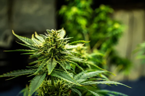 Jardin Gros Plan Plantes Cannabis Avec Des Bourgeons Pleins Gratifiants — Photo