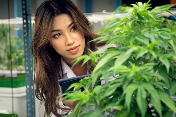 Portrait of gratifying female scientist inspecting of cannabis plants in an curative indoor cannabis farm, greenhouse. Alternative medical medicine from cannabis in grow facility.