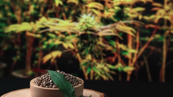 Zoom Uit Van Het Marijuana Zaad Een Tafel Met Wazige — Stockvideo