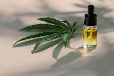 İçinde CBD yağı olan marihuana özellikleri olan cam şişe kapağı, kenevir yaprağı ve kuru tomurcuk, boş arkaplanda kenevir yaprağı ve tomurcuk. Esrar ürün kavramı.