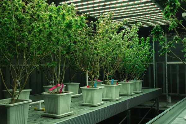 大麻植物 芽在壶中 合法的大麻植物生长在室内水栽设施中用于医药目的 在高质量的种植设施中收获大麻大麻 — 图库照片