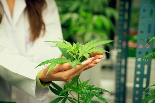 Hand Houden Van Het Bevredigen Van Cannabis Plant Curatieve Cannabis — Stockfoto