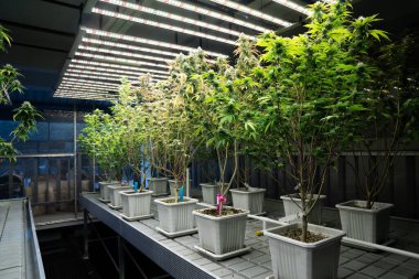 İyileştirici iç mekanda tıbbi kenevir tarlasında ışık altında tam büyümüş tomurcukları olan bir esrar bahçesi. Yüksek kaliteli tıbbi esrar yetiştirme tesisinde marihuana çiftliği