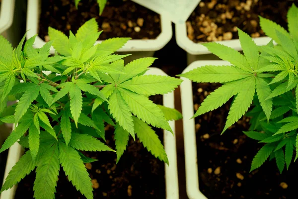 Cannabisplanten Een Bodemgevulde Pot Binnenboerderij Voor Het Bevredigen Van Resultaten — Stockfoto