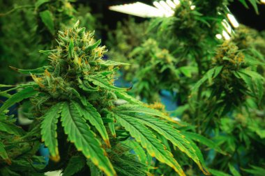 Tıbbi amaçlar için kapalı bir hidroponik yetiştirme tesisinde yetişen bir esrar bitkisinin tomurcuklu yasal kenevir bitkisi. İyi kalitede bir çiftlikte kenevir yetiştirmek.