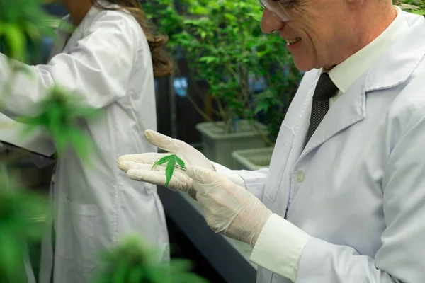 Scientist researching cannabis hemp and marijuana plants in gratifying indoor curative cannabis plants farm. Cannabis plants for medicinal cannabis products for healthcare and medical purposes.