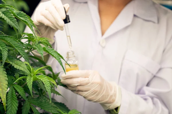 Fechar Planta Cannabis Gratificante Fazenda Curativa Cannabis Indoor Cientista Inspecionando — Fotografia de Stock