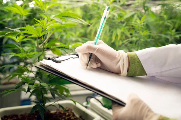 Wetenschapper Registreert Gegevens Van Het Bevredigen Van Cannabisplant Curatief Groen — Stockfoto